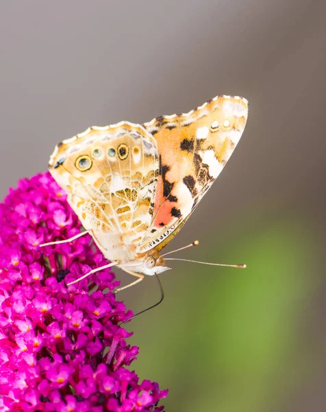 Farfalla laidy dipinta che raccoglie il nettare ad un fiore budleja — Foto Stock