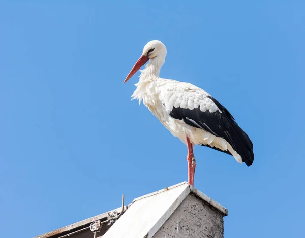 屋根の上のコウノトリの立っています。 — ストック写真