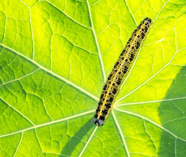 Raupe eines Kohlschmetterlings — Stockfoto