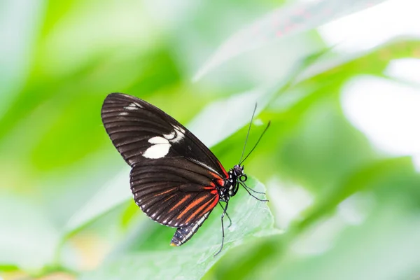 Tropical Passion-vine butterfly — Stock Photo, Image