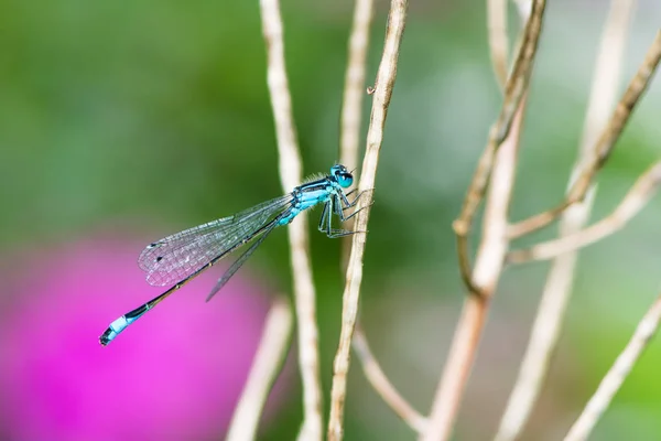 Ważki Bluetail na patyku — Zdjęcie stockowe