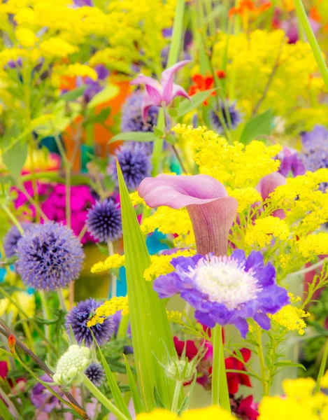 Παρτέρι με διάφορα άνθη το καλοκαίρι — Φωτογραφία Αρχείου