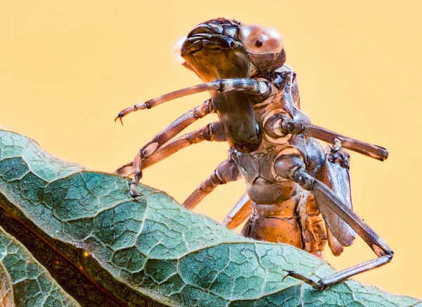 Leere Haut einer Libellenlarve — Stockfoto