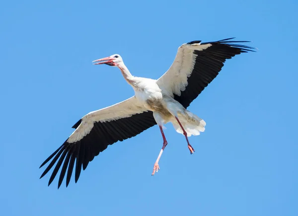 Flying white stork with blue sky — Stock Photo, Image