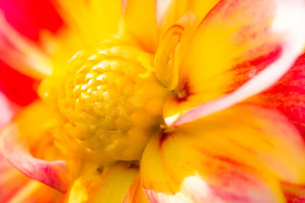 Daliah çiçek çiçek detay — Stok fotoğraf