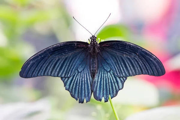 Tropical Great Mormon butterfly (Papilio Memnon) — Stock Photo, Image
