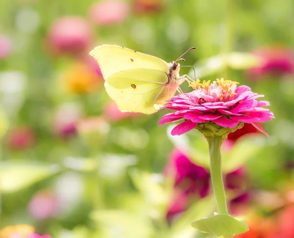 Borboleta de enxofre em uma flor — Fotografia de Stock