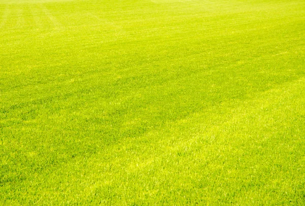 Perfect short cut green grass background — Stock Photo, Image