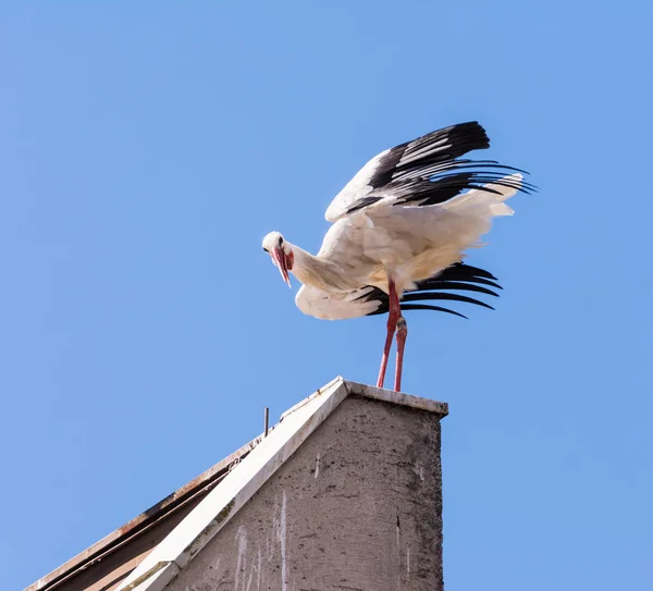 Cegonha branca em pé no telhado — Fotografia de Stock