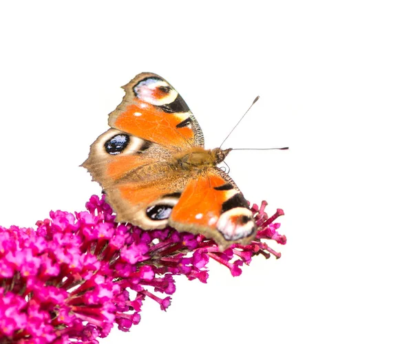 Motyl Rusałka pawik — Zdjęcie stockowe