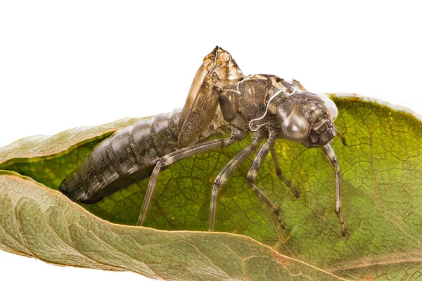 Izolované prázdný kožní larva vážky — Stock fotografie