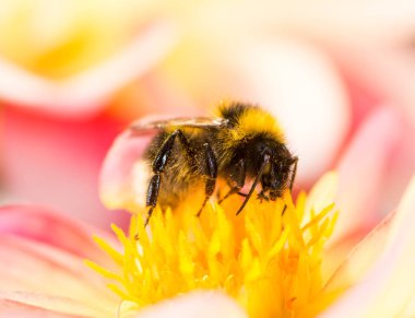 Yaban-arısı nektar dahlia çiçeği içinde toplama