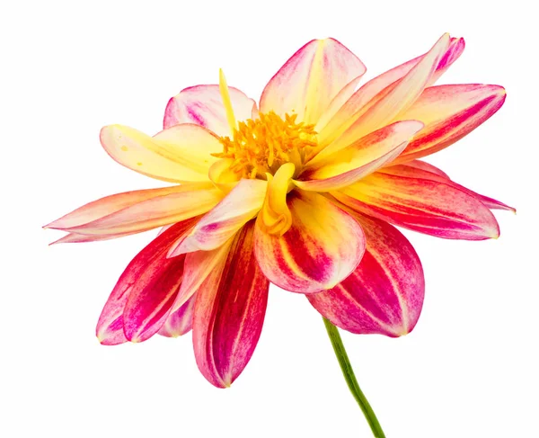 Άνθος λουλούδι απομονωμένες Ντάλια — Φωτογραφία Αρχείου