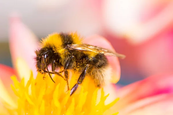 Hommel verzamelen van nectar in een bloei van de dahlia — Stockfoto