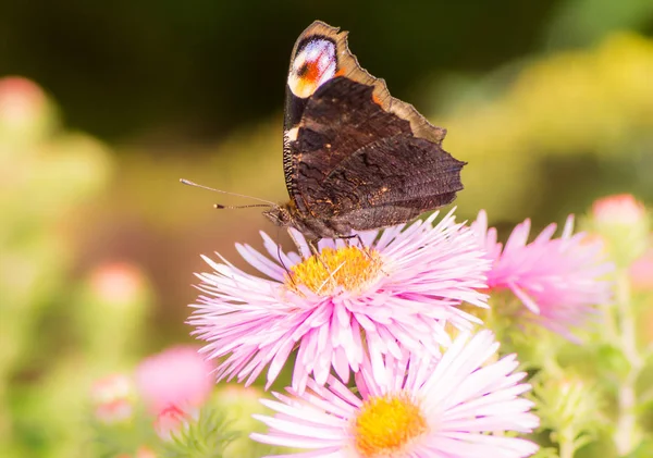 Pembe aster çiçek tavus kelebeği — Stok fotoğraf