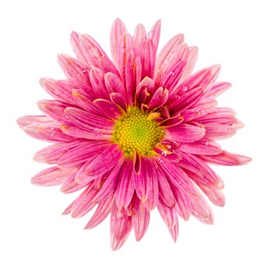 Makro bir izole pembe aster çiçek çiçek