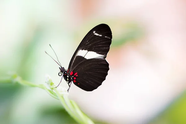 Mariposa tropical de la pasión-vid — Foto de Stock