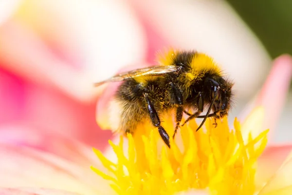 Hommel verzamelen van nectar in een bloei van de dahlia — Stockfoto