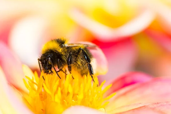 Čmelák, sbírání nektaru v květu dahlia — Stock fotografie