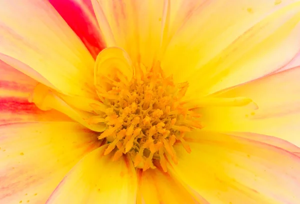 Detalhe de uma flor de dália — Fotografia de Stock