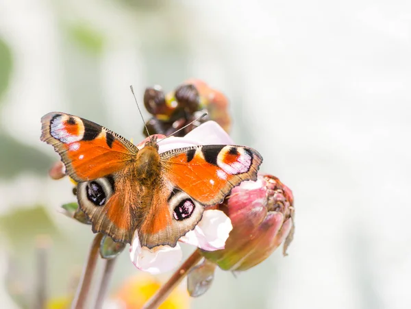 Mariposa europea del pavo real —  Fotos de Stock