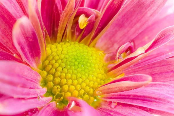 Makro pembe aster çiçek çiçek — Stok fotoğraf