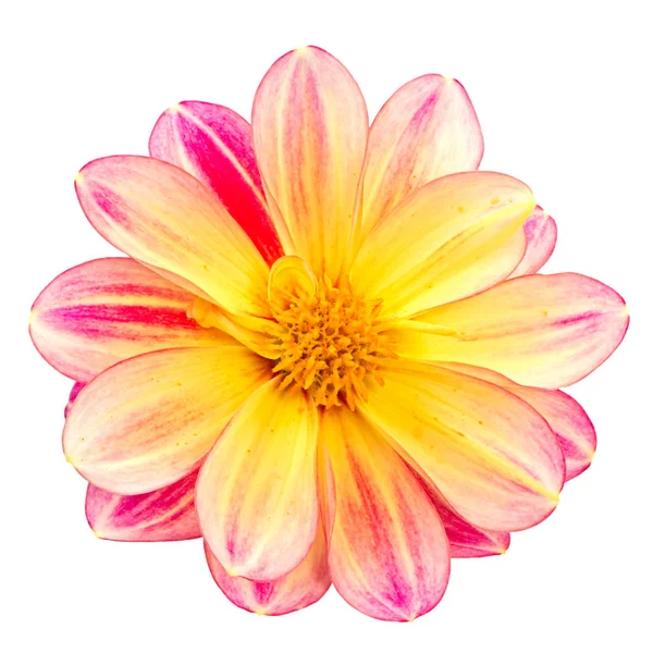 İzole dahlia çiçek çiçek