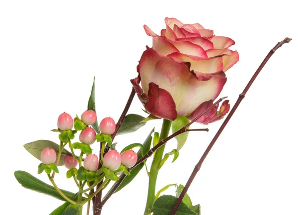 Изолированный розовый цветок — стоковое фото