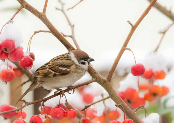 Baumsperling sitzt in einem schneebedeckten Apfelbaum — Stockfoto