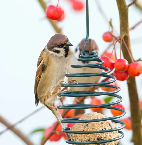 Tree sparrows sitting at a bird feeder — Stock Photo, Image