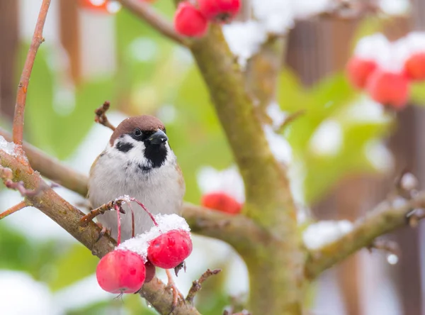 Baumsperling sitzt in einem schneebedeckten Apfelbaum — Stockfoto