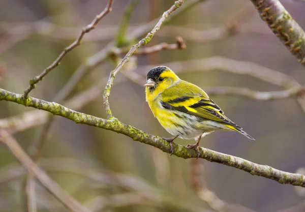 Αρσενικό Ευρασιατική siskin πουλί — Φωτογραφία Αρχείου