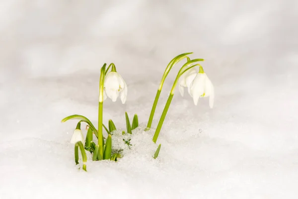 Flores de nieve en la nieve — Foto de Stock