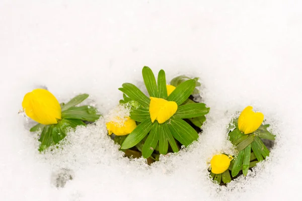 Желтые зимние аконитные цветы в снегу — стоковое фото