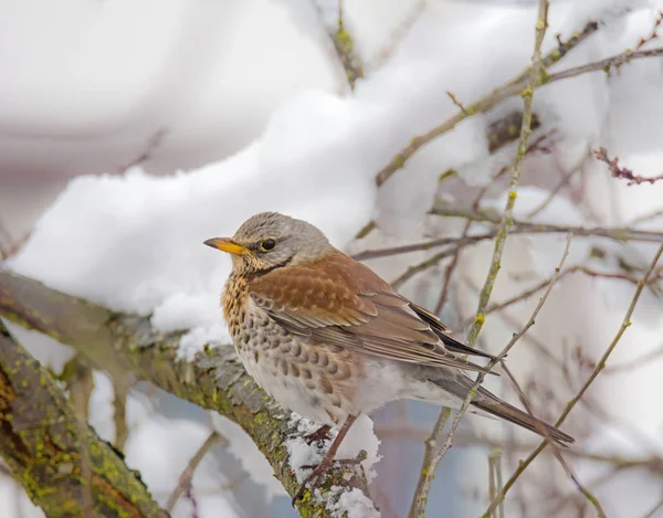 Mistle thrush pássaro sentado em uma árvore coberta de neve — Fotografia de Stock