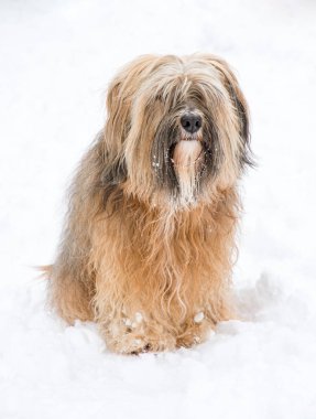 Uzun saçlı Tibet terrier karda