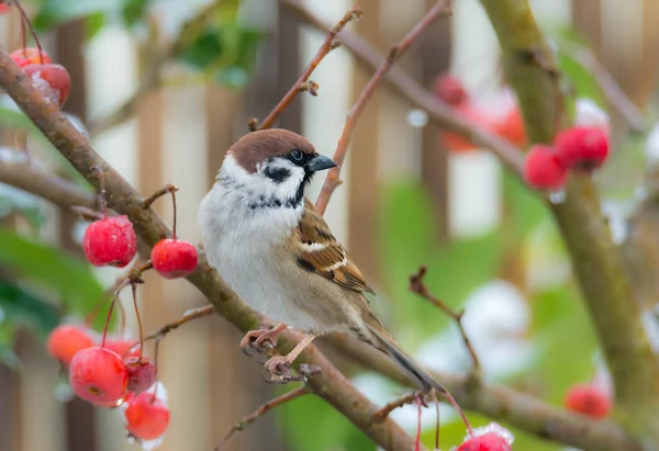 Baumsperling sitzt in einem schneebedeckten Apfelbaum — Stockfoto