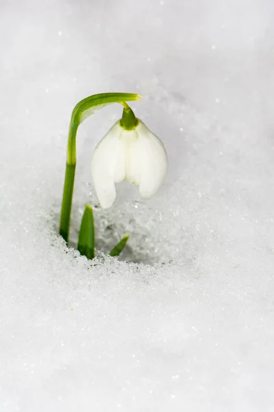 Snowdrop flower in the snow — Stock Photo, Image