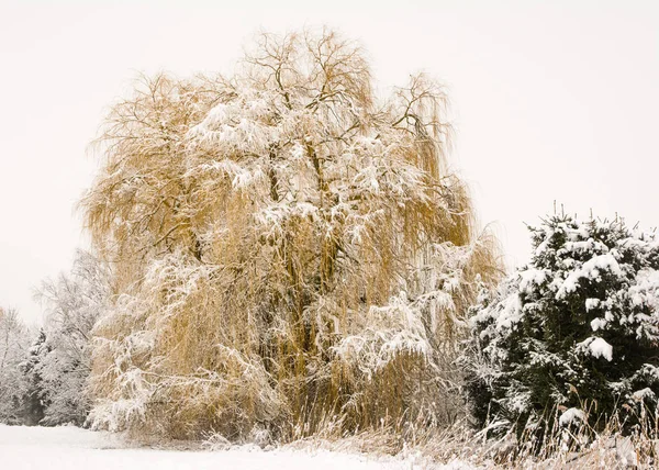 Frosted weeping willow tree — Stockfoto