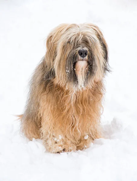 Uzun saçlı Tibet terrier karda — Stok fotoğraf