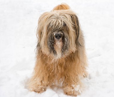 Uzun saçlı Tibet terrier karda