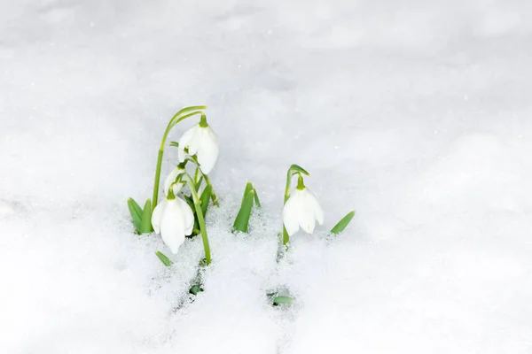 Sneeuwdruppel bloemen in de sneeuw — Stockfoto
