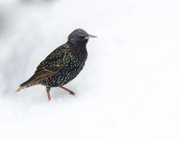 Starling pájaro de pie en la nieve — Foto de Stock