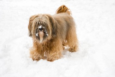 Uzun saçlı Tibet terrier karda