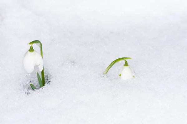Chute de neige fleurs dans la neige — Photo