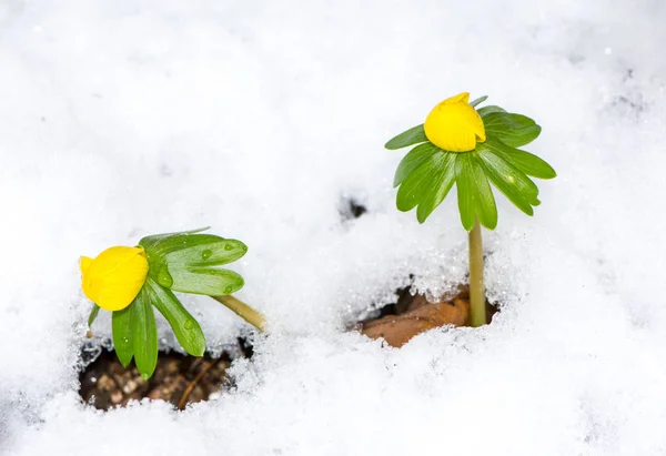 Giallo inverno aconito fiori nella neve — Foto Stock