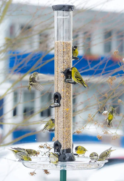 Zwerm van Sijs vogels op een Vogelhuis/waterbak — Stockfoto