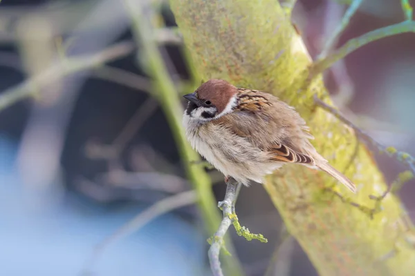 Eurasian tree sparrow sitting on a twig — Stock Photo, Image