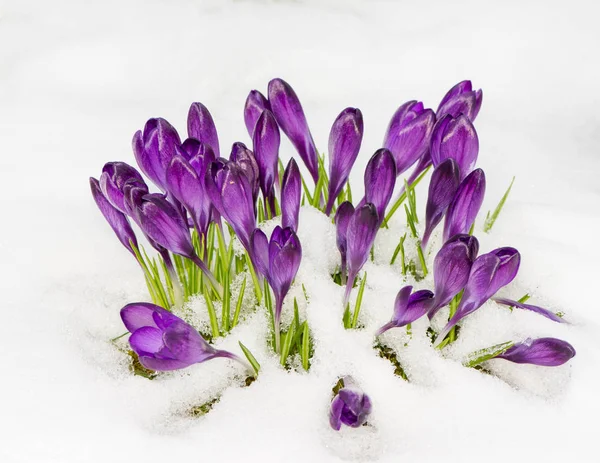 在雪中的紫色红花 — 图库照片