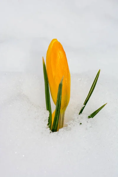 Gul krokus blomma i snön — Stockfoto